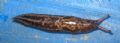 Limax&nbsp;maximus